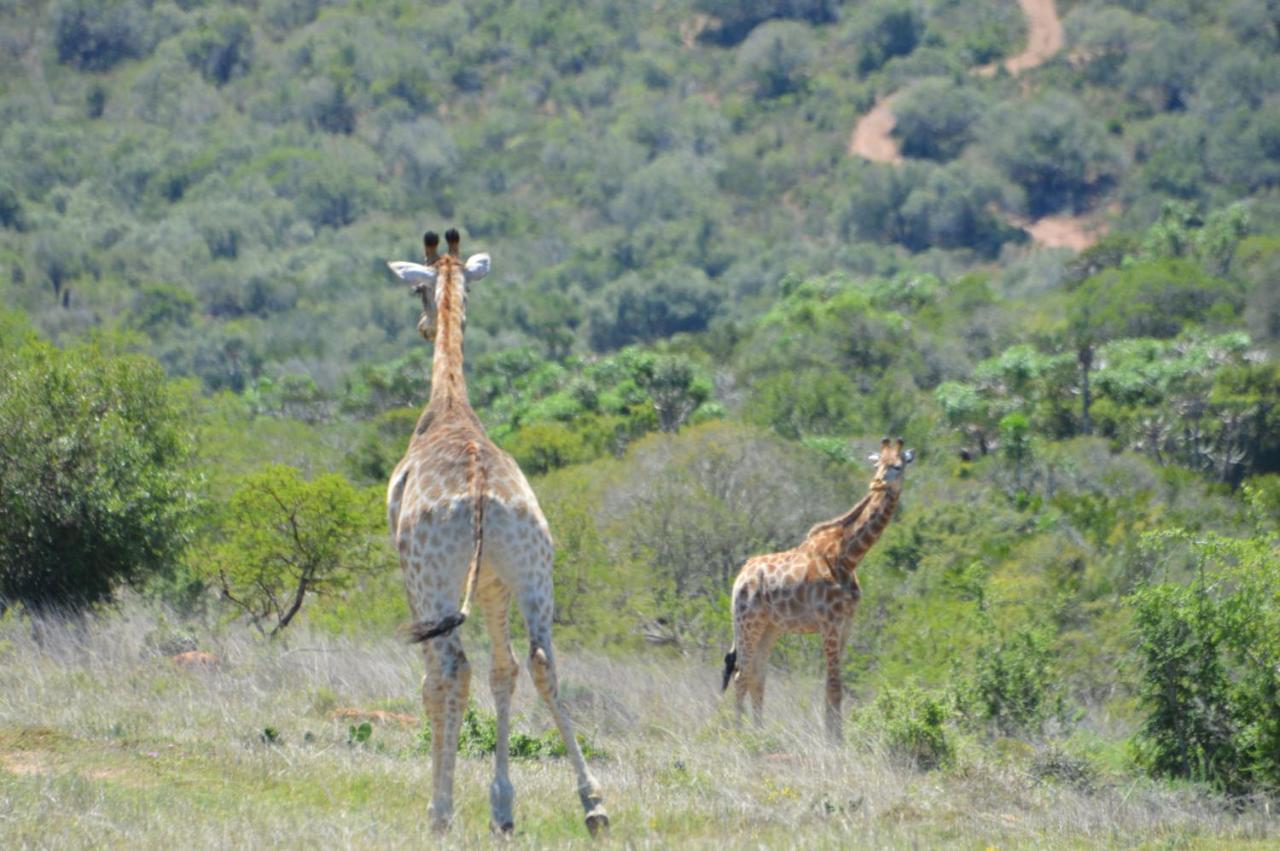African Safari Lodge Грейамстаун Экстерьер фото