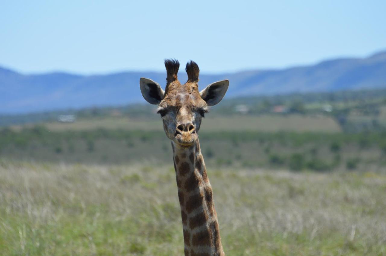 African Safari Lodge Грейамстаун Экстерьер фото