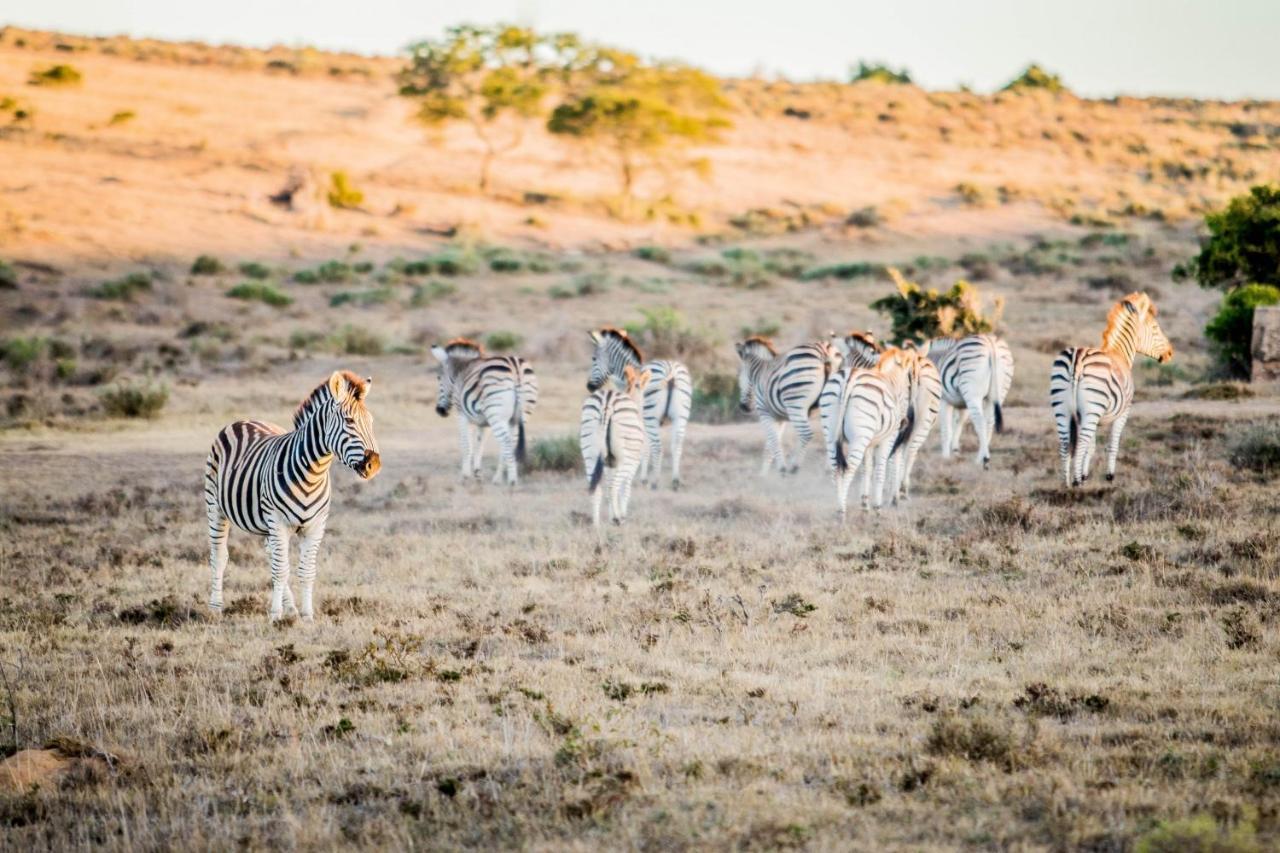 African Safari Lodge Грейамстаун Экстерьер фото