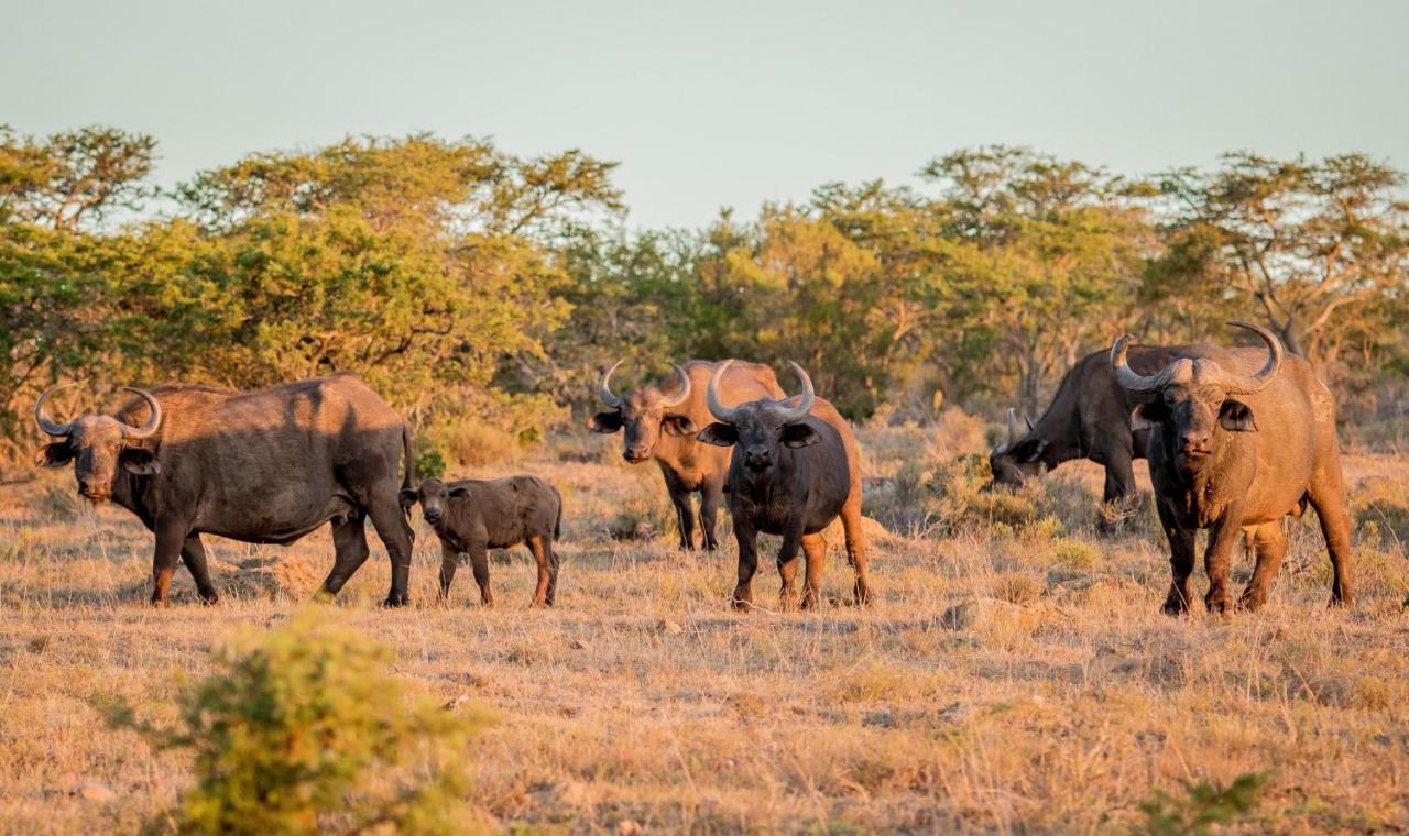 African Safari Lodge Грейамстаун Экстерьер фото